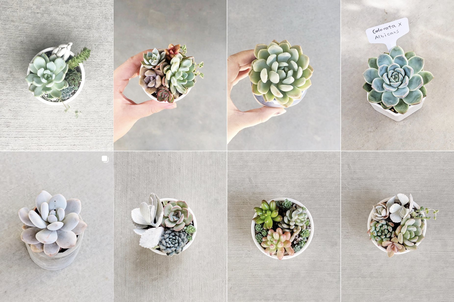 A grid of succulent arrangements in small white pots, photographed from above
